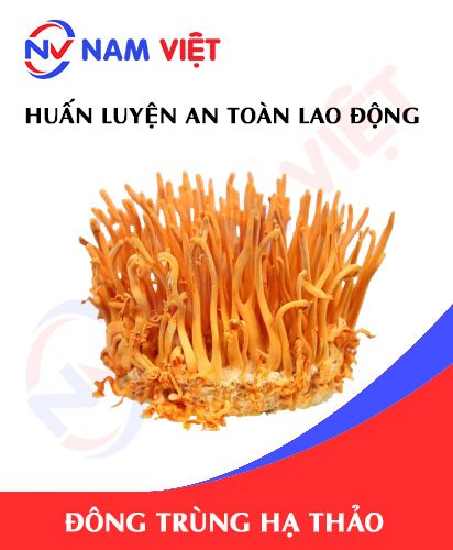 Huấn luyện an toàn lao động sản xuất đông trùng hạ thảo