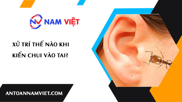XỬ TRÍ THẾ NÀO KHI KIẾN CHUI VÀO TAI?