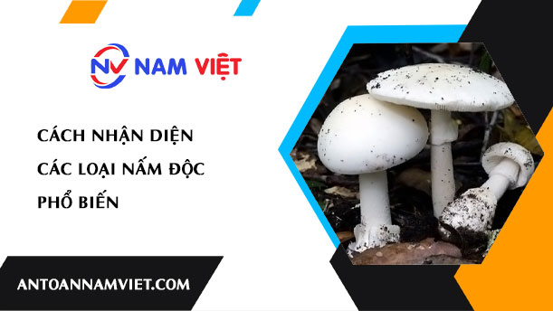 Cách nhận diện các loại nấm độc phổ biến