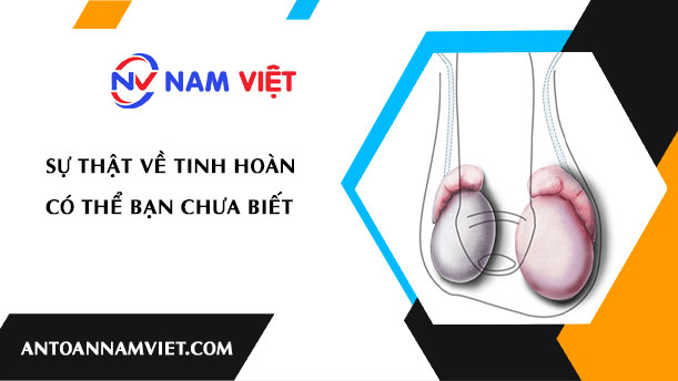 Sự thật về tinh hoàn có thể bạn chưa biết