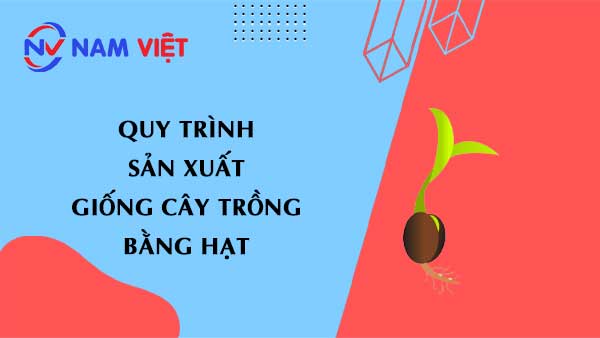 Khám Phá Chi Tiết Quy Trình Sản Xuất Giống Cây Trồng Bằng Hạt
