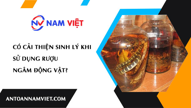 CÓ CẢI THIỆN SINH LÝ KHI SỬ DỤNG RƯỢU NGÂM ĐỘNG VẬT?