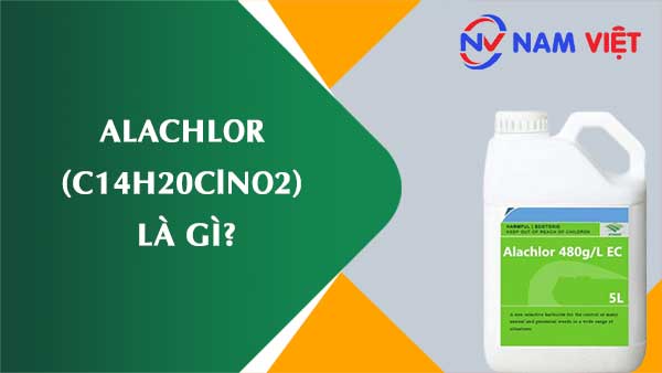 Alachlor ảnh hưởng như thế nào đến sức khỏe người lao động?